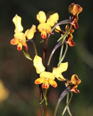 Diuris brumalis