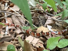 Lampropeltis pyromelana
