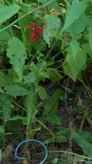 Lobelia cardinalis
