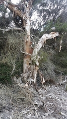 Melaleuca rhaphiophylla