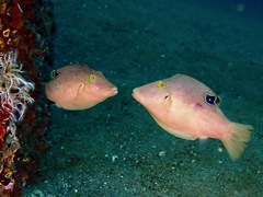 Canthigaster compressa