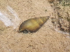 Semisulcospiridae