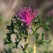 Isopogon crithmifolius - Photo (c) Morgan Lythe, some rights reserved (CC BY-NC), uploaded by Morgan Lythe