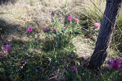 Isopogon crithmifolius