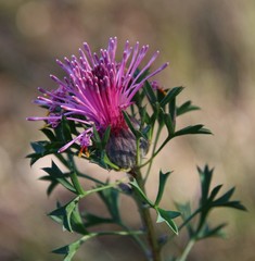 Isopogon crithmifolius