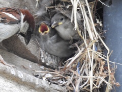 Passer domesticus