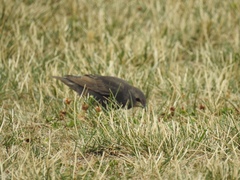 Sturnus vulgaris
