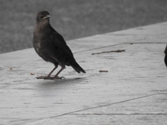 Sturnus vulgaris