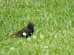 Sturnus vulgaris