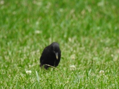 Sturnus vulgaris