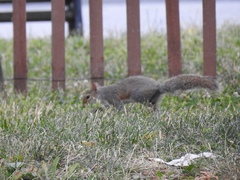 Sciurus carolinensis
