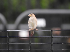 Passer domesticus