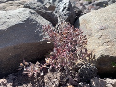 Draba aureola