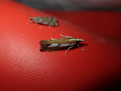 Catoptria latiradiellus