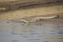 Gavialis gangeticus