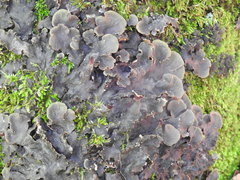 Peltigera ponojensis