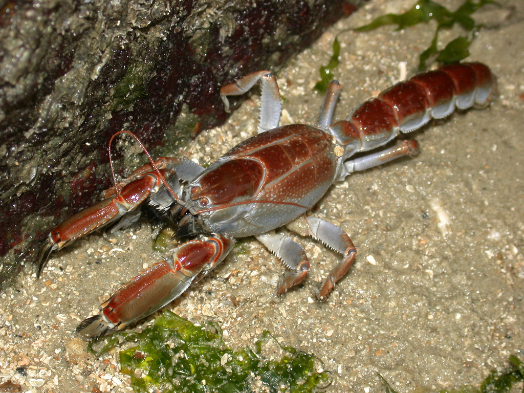 scorpion mud lobster