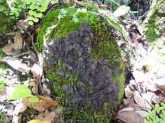 Peltigera ponojensis