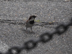 Passer domesticus