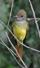 Great Crested Flycatcher photo 5