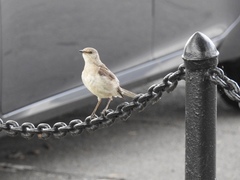 Mimus polyglottos