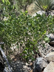 Erythrina flabelliformis