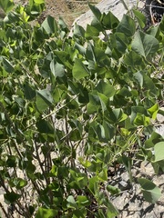 Erythrina flabelliformis