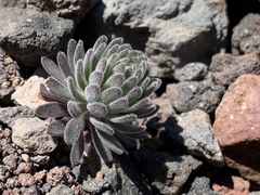 Draba aureola
