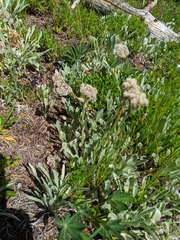 Antennaria lanata