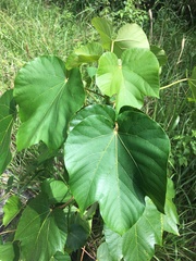 Vernicia fordii