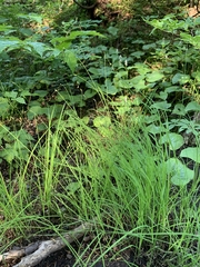 Carex laeviculmis