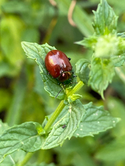 Chrysolina polita