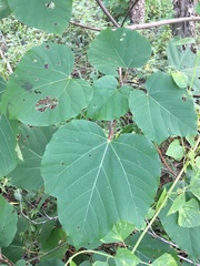 Vernicia fordii