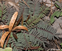 Calliandra humilis