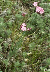 Dianthus andrzejowskianus