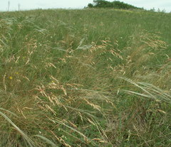 Helictotrichon desertorum