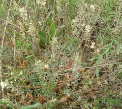 Schivereckia podolica