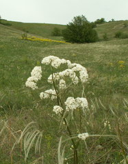 Valeriana rossica