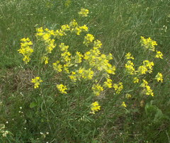 Erysimum canescens