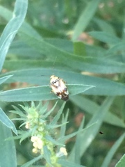 Orthops