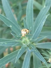 Orthops