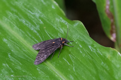 Amsactoides guangxica
