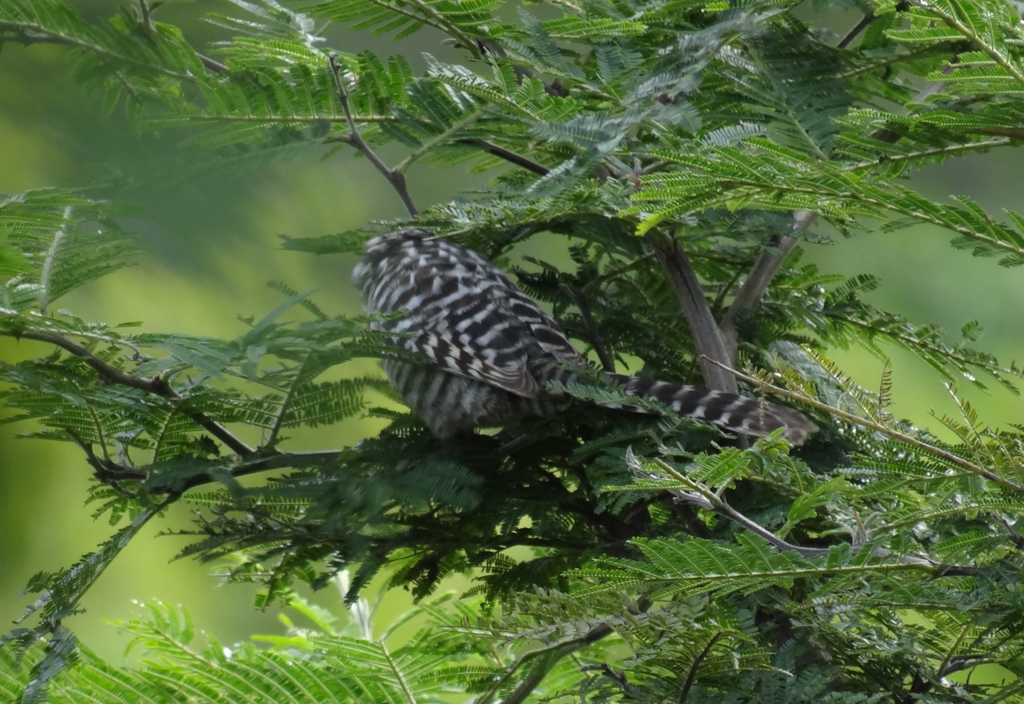 Troglodytidae image