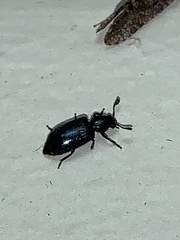 Necrobia violacea