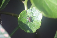 Ozphyllum naskreckii