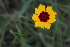 Coreopsis tinctoria