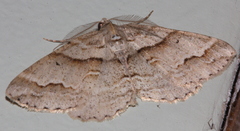 Syneora fractata