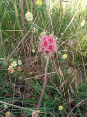 Trifolium stellatum