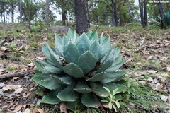 Agave wocomahi