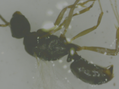 Formicidae